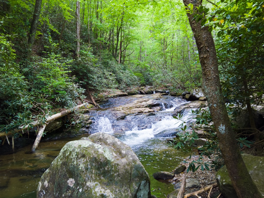 river and trees