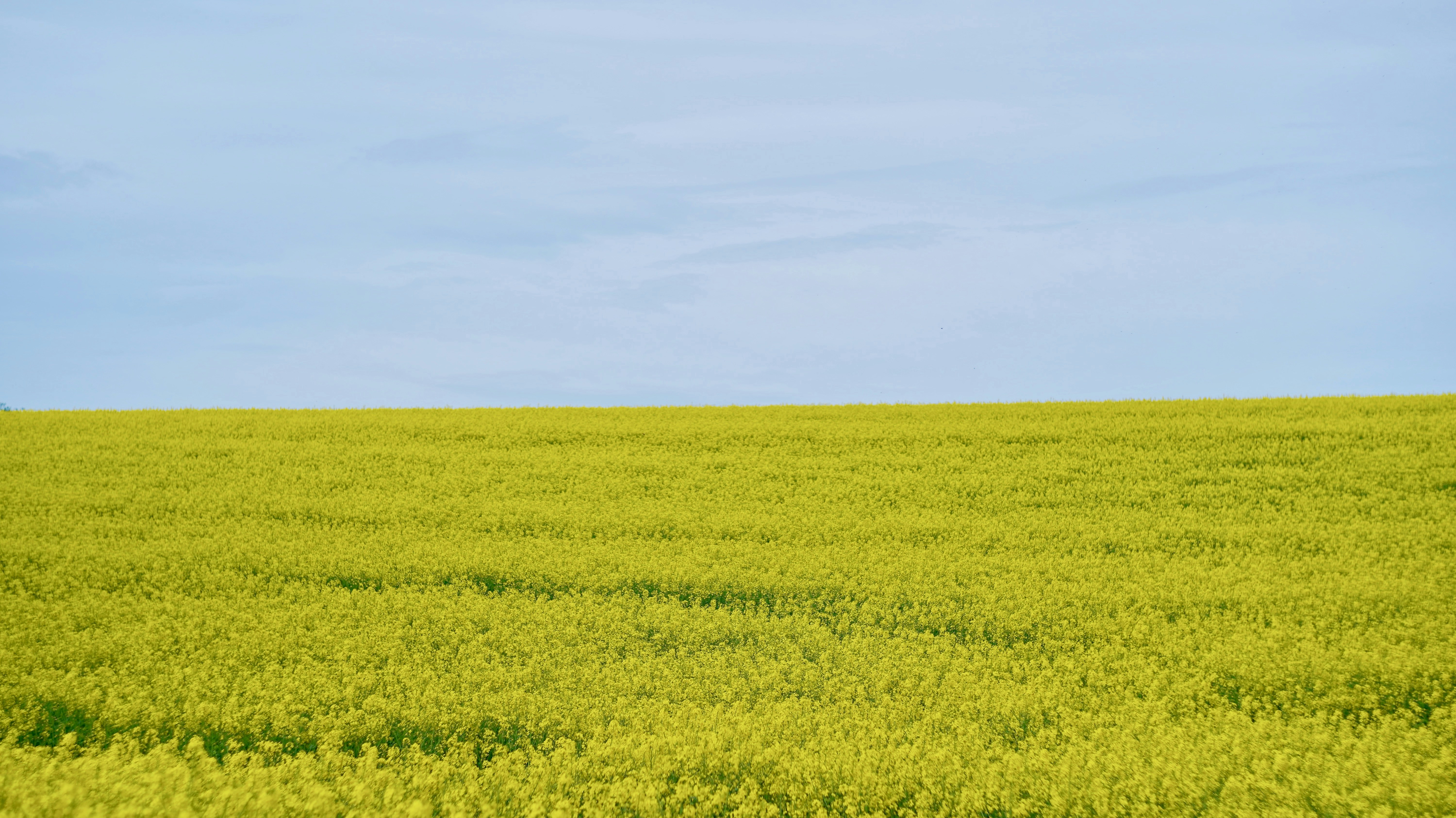 Vasara. Вид на поле с дороги. Электрические столбы в поле. Доступность поля. Вид на поле с дороги.