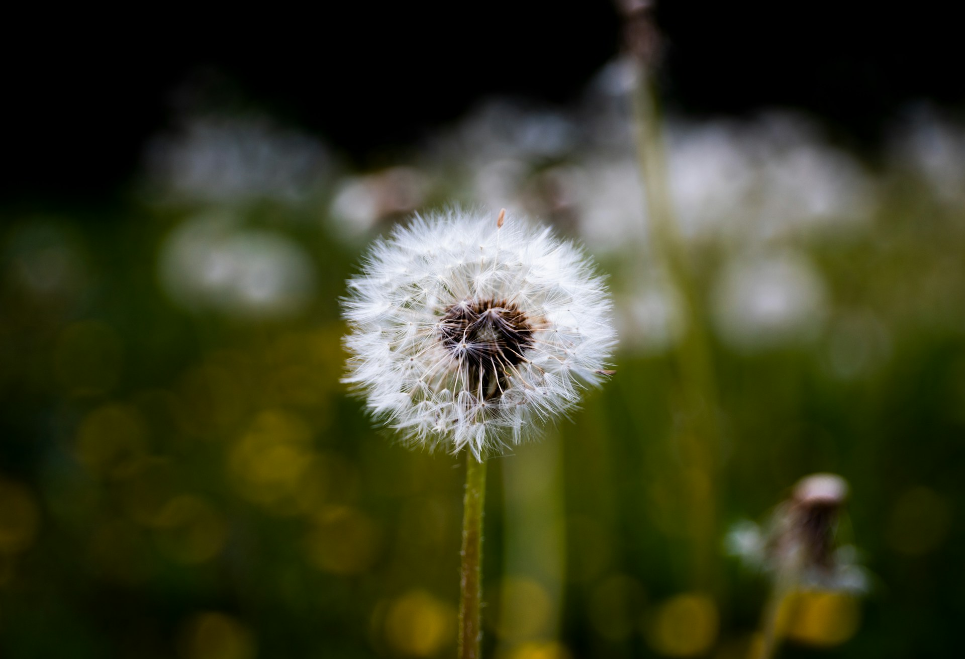 selective focus of dandelion