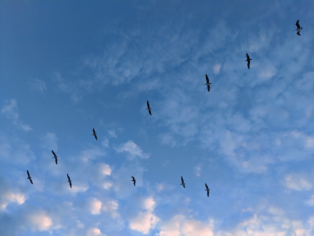 Группы летающих животных. Фото животные летающие по воздуху.