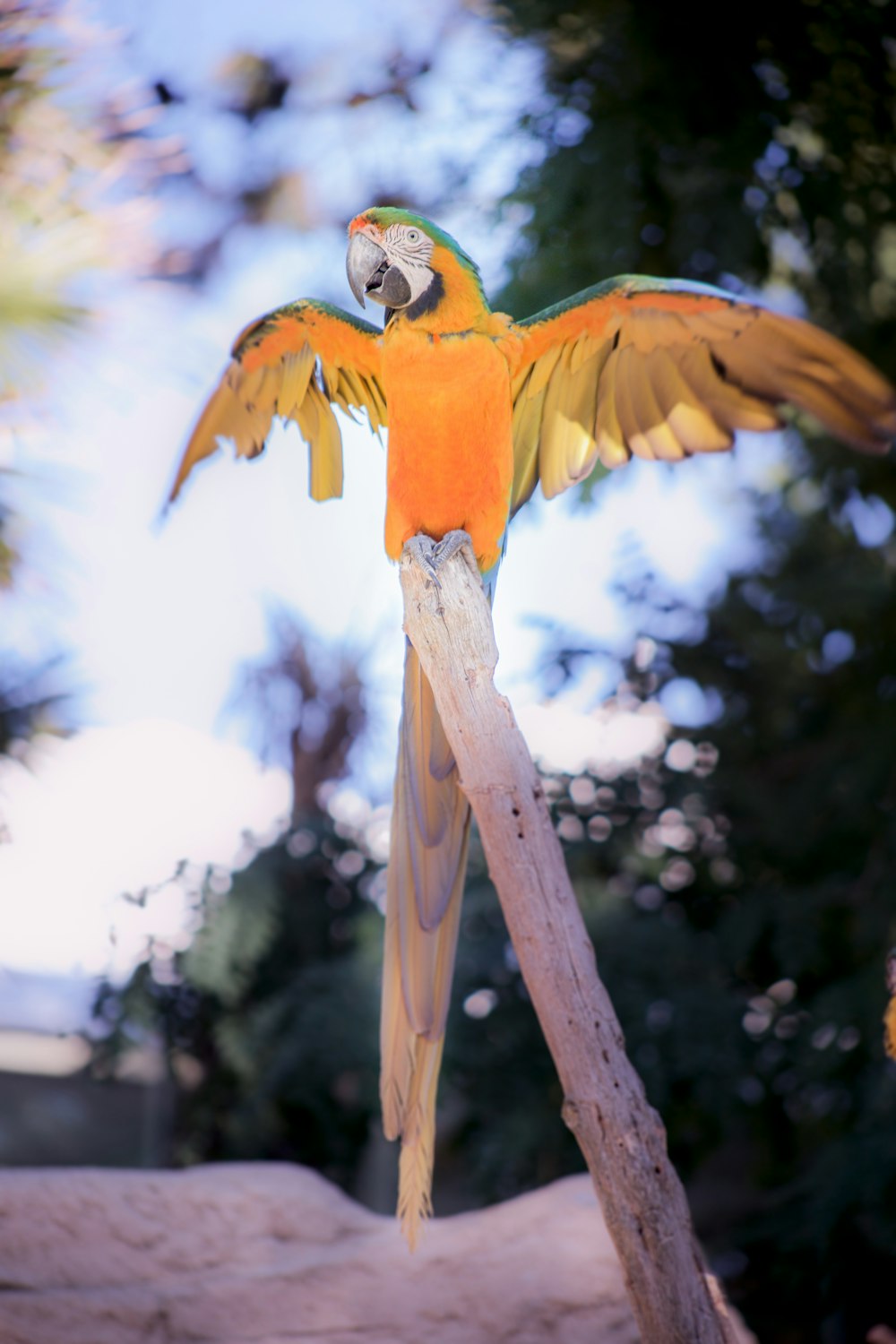 bird on branch during daytime