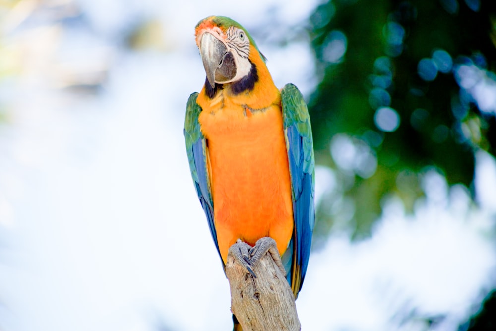 green, blue, and yellow macaw parrot