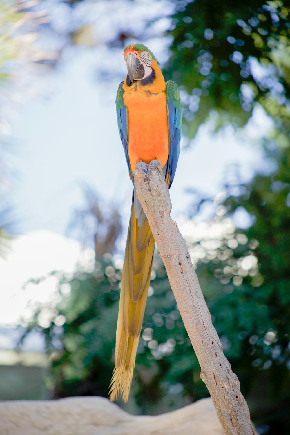 枝のコンゴウインコ