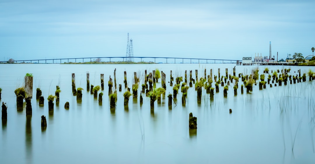woods on blue calm body of water, Antioch Bridge