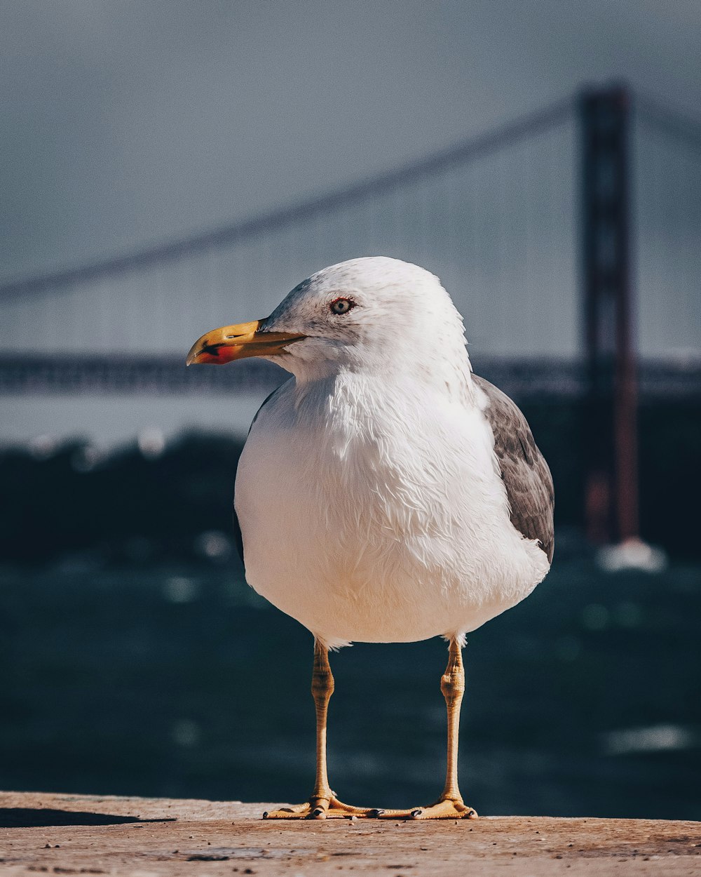 white and brown seagull bird close-up photography