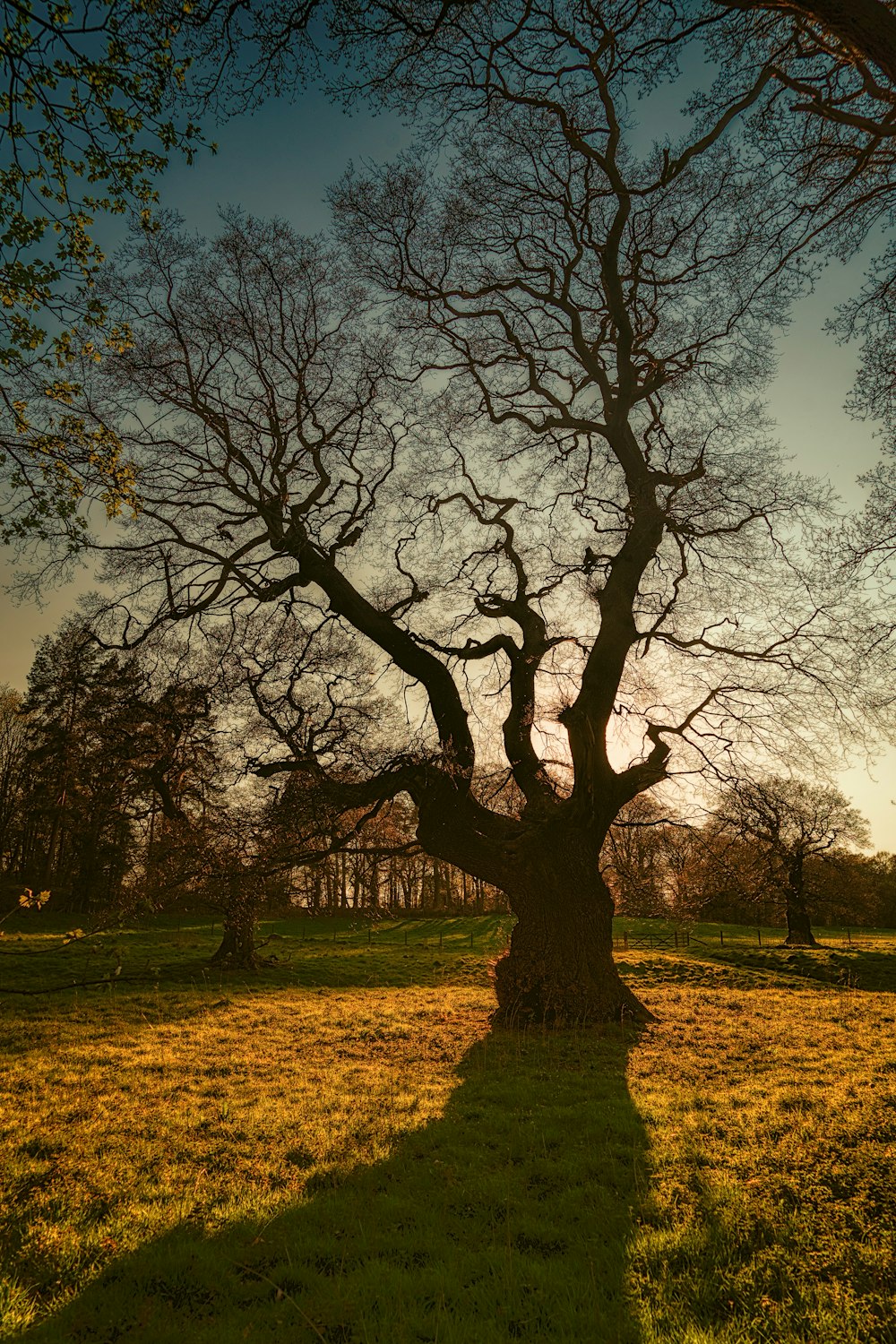 silhouette of leafless tree during golden hour