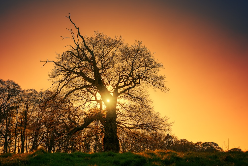 silhouette of tree during golden hour