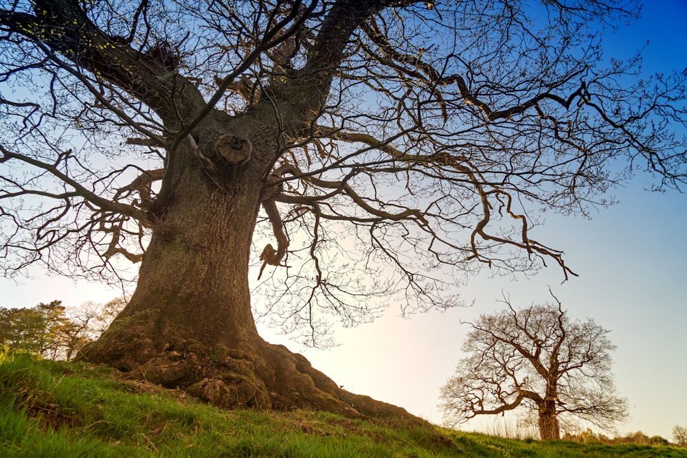 leafless tree