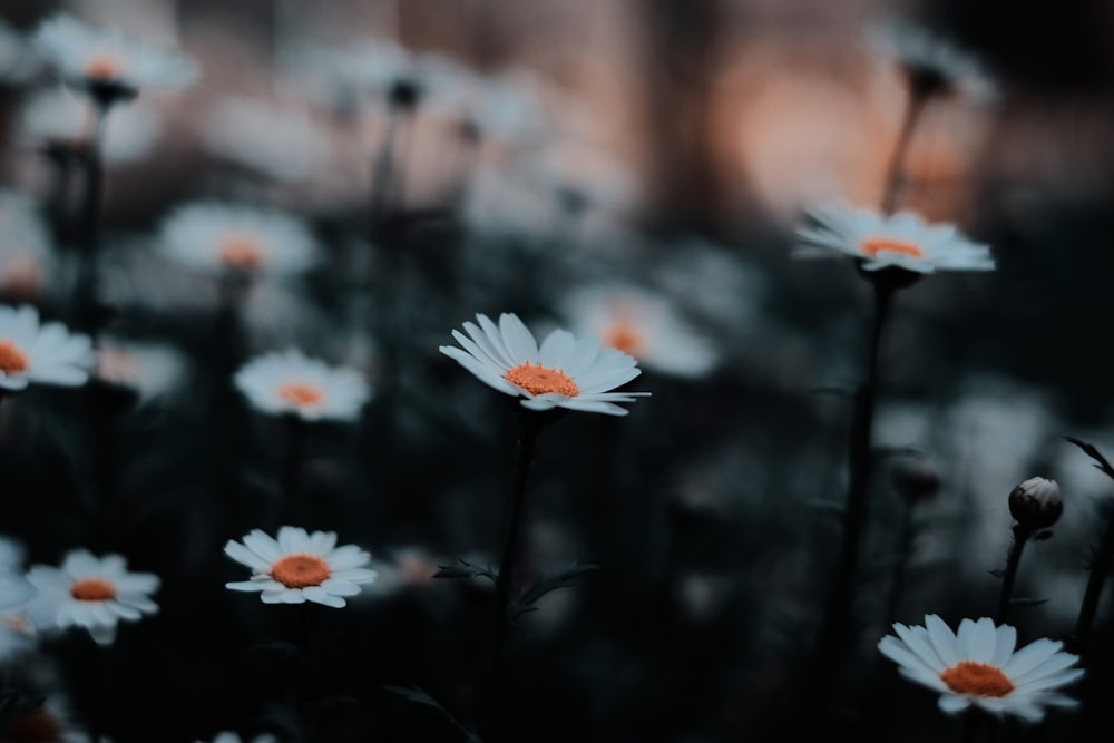 fleurs de marguerite blanche