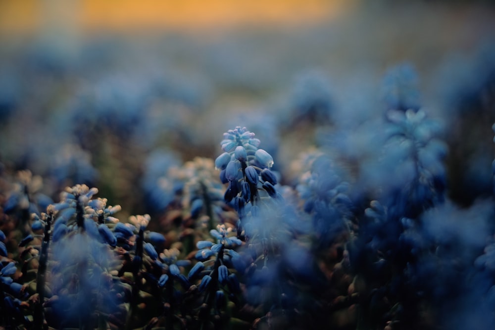 a bunch of blue flowers in a field