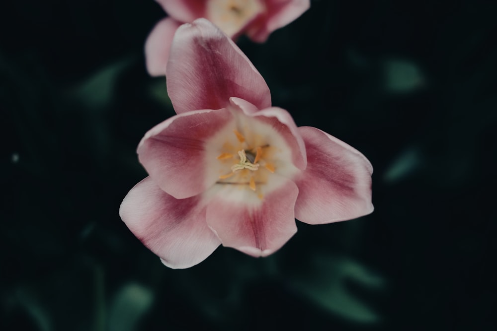 pink-petaled flower selective focus