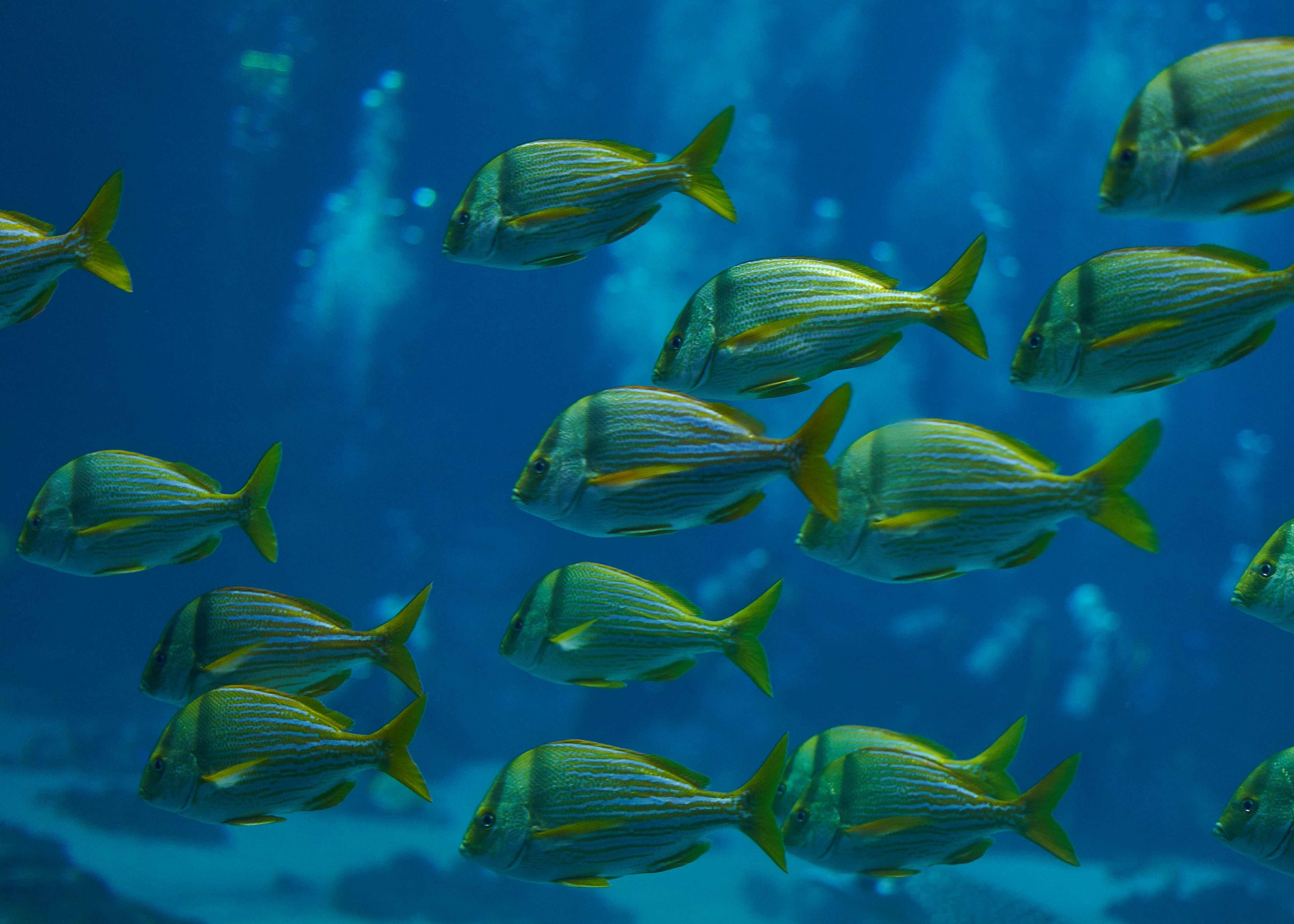 shoal of fish