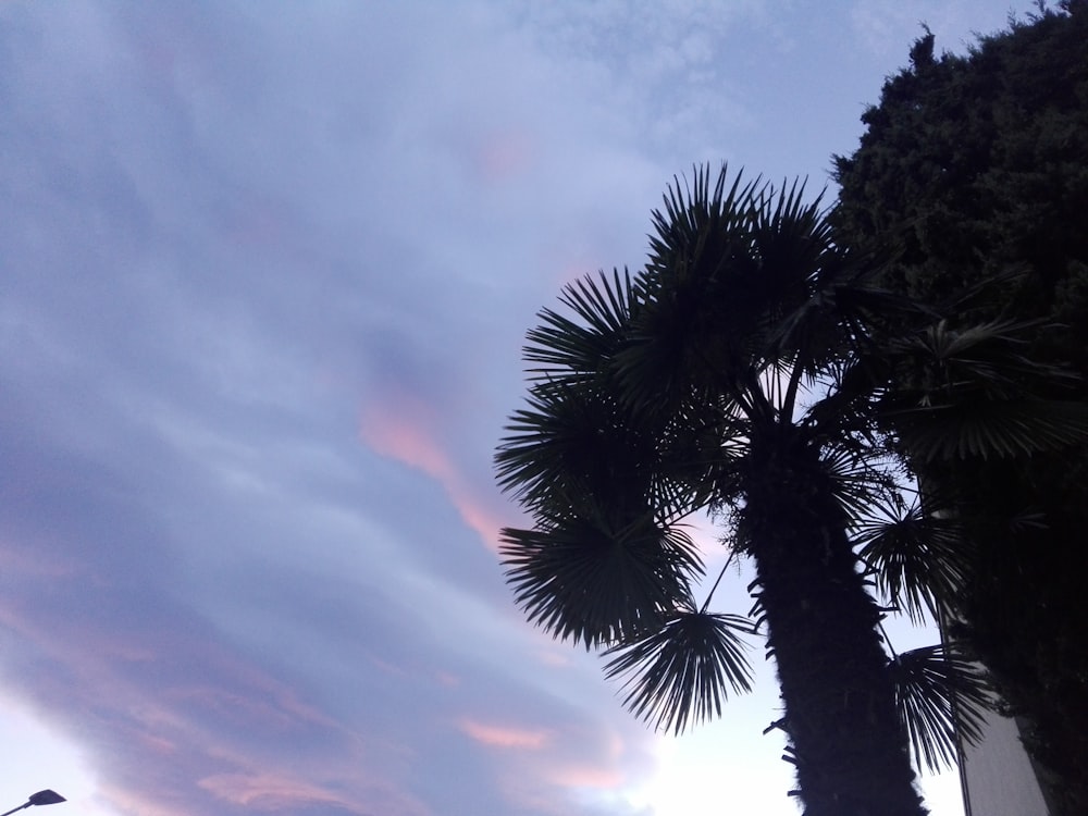 low angle view of palm tree