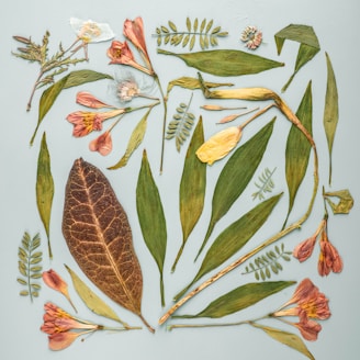 A serene arrangement of various herbs and plants.