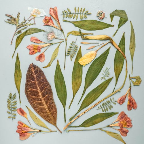 An arrangement of various dried leaves and flowers, including delicate pink and orange blossoms, a large brown leaf with visible veins, and long, slender green leaves on a pastel background.
