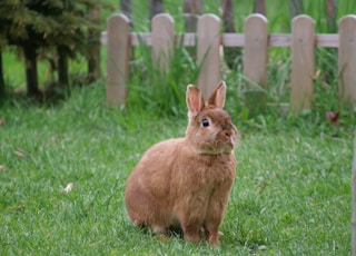 brown rabbit at the garden