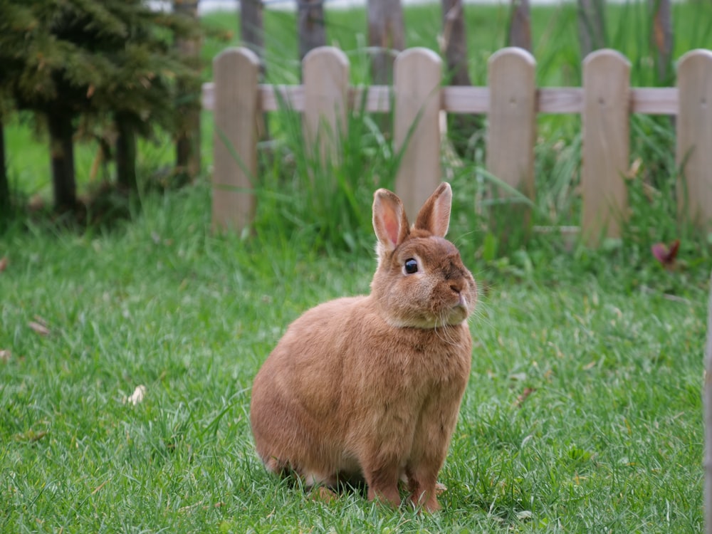 brown rabbit at the garden