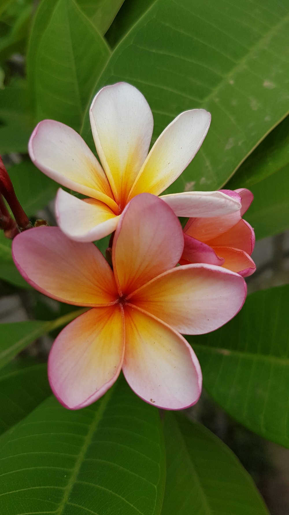 pink-petaled flower