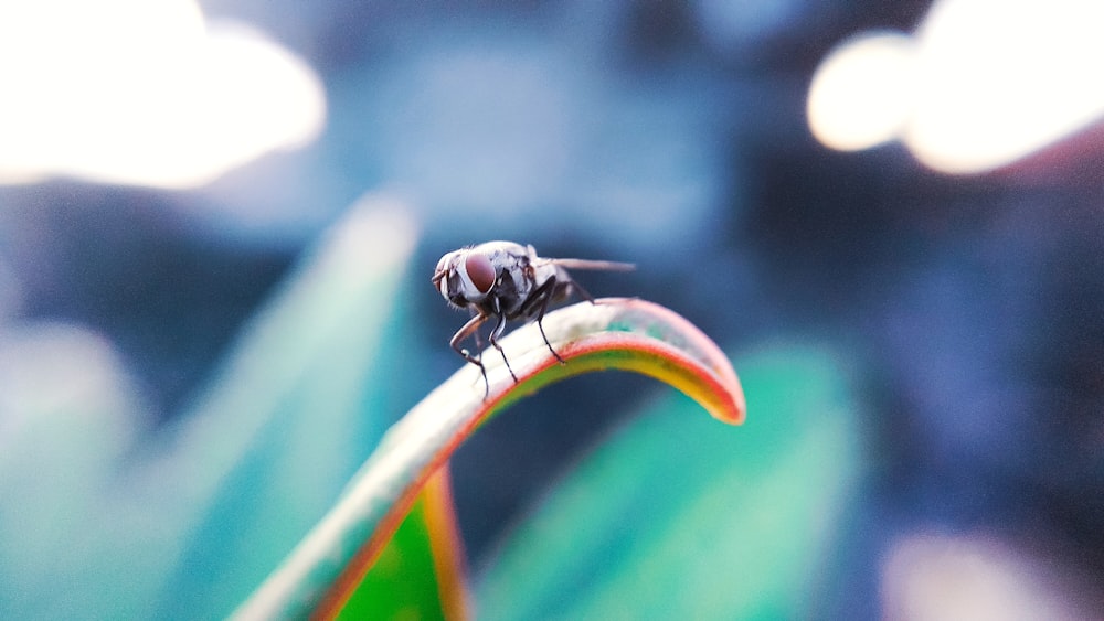 Mouche noire sur feuille verte