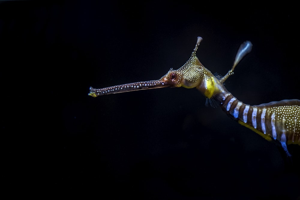 Insecto negro y marrón