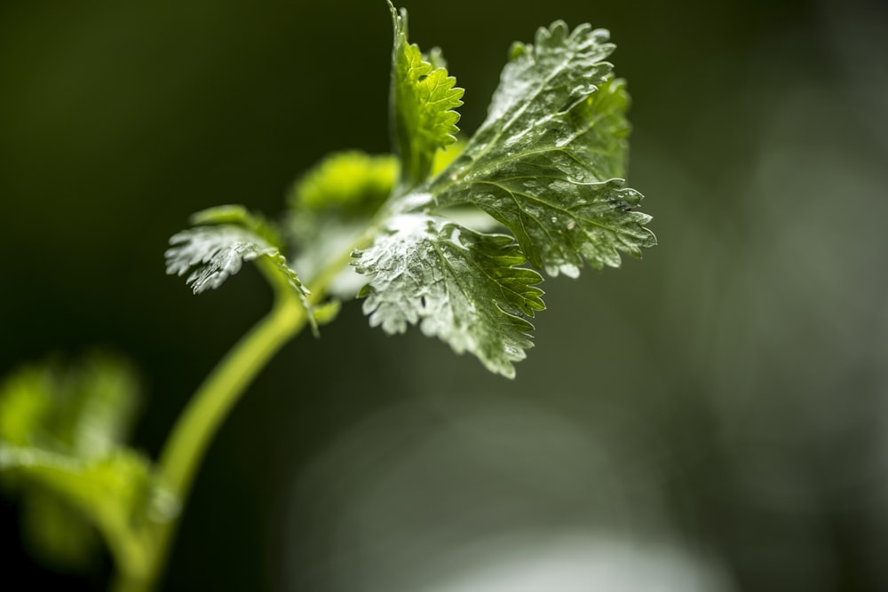 green plant on selective focus photography