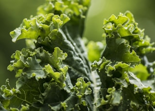 green plant on selective focus photography