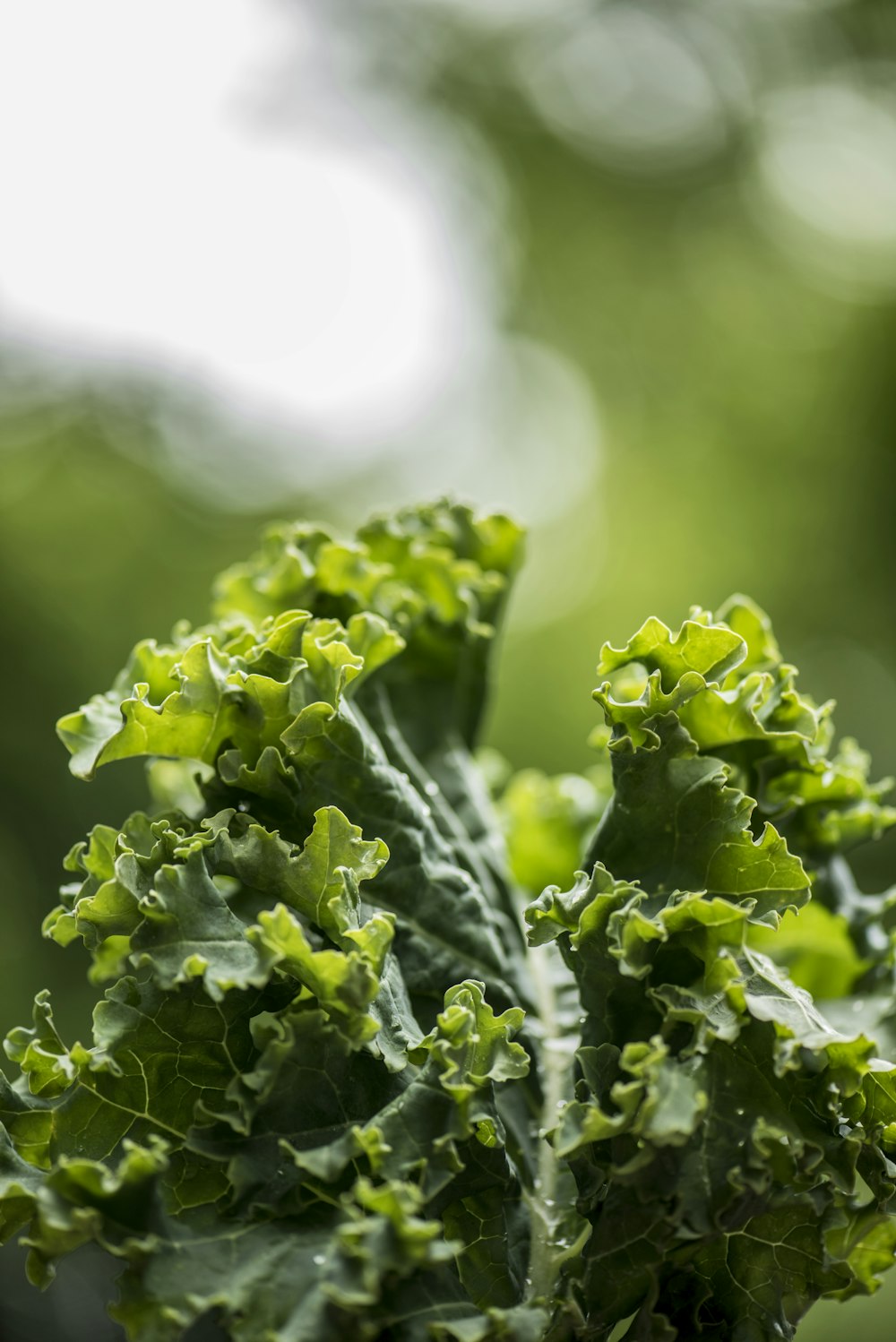 green plant on selective focus photography