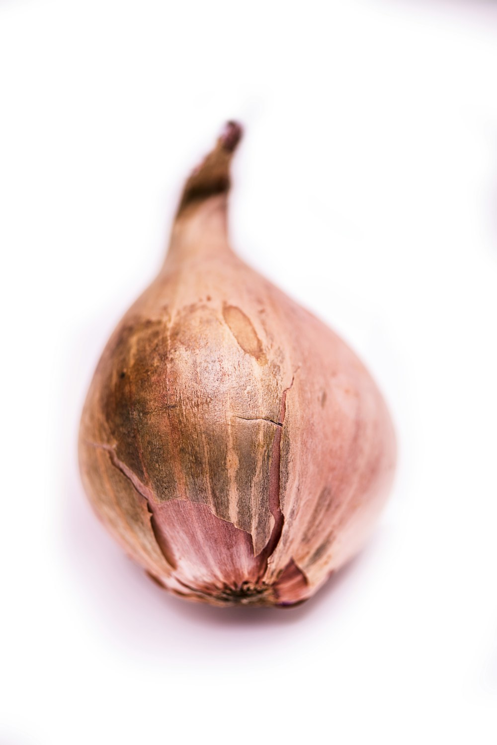onion vegetable