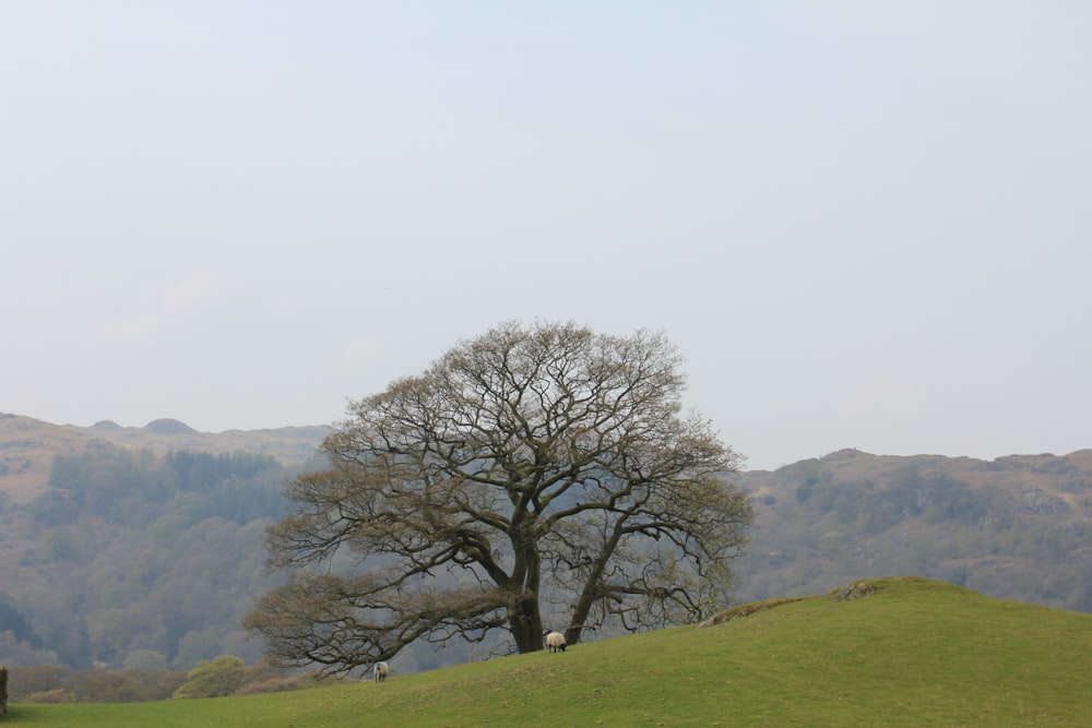 green tree on focus photography