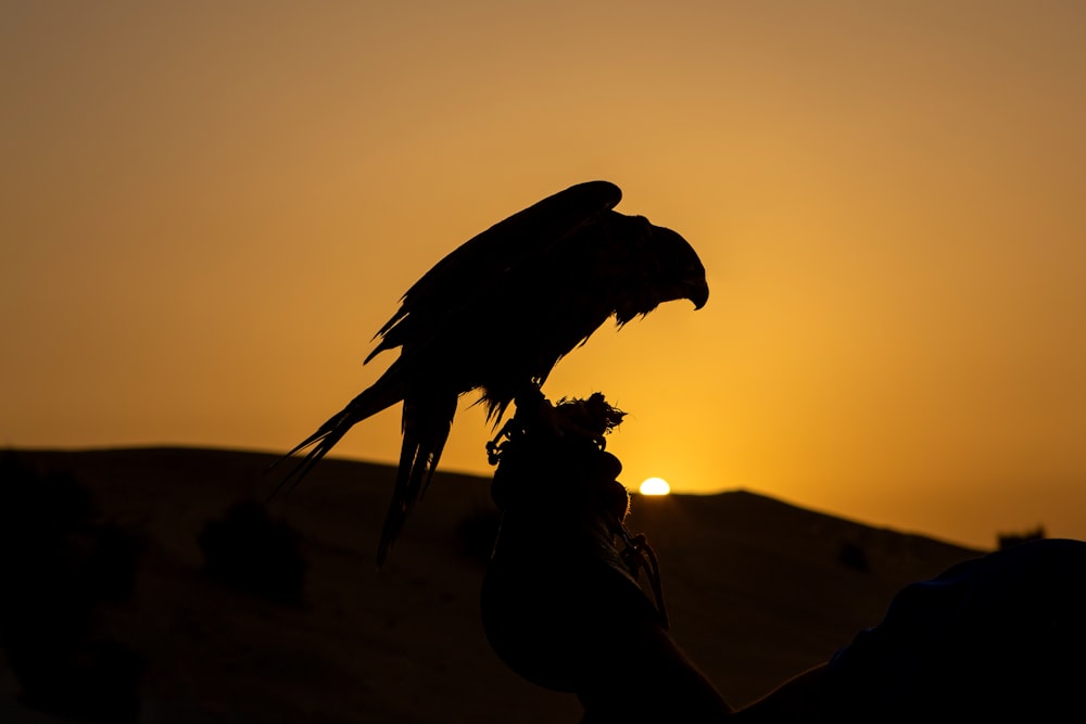 silhouette of bird