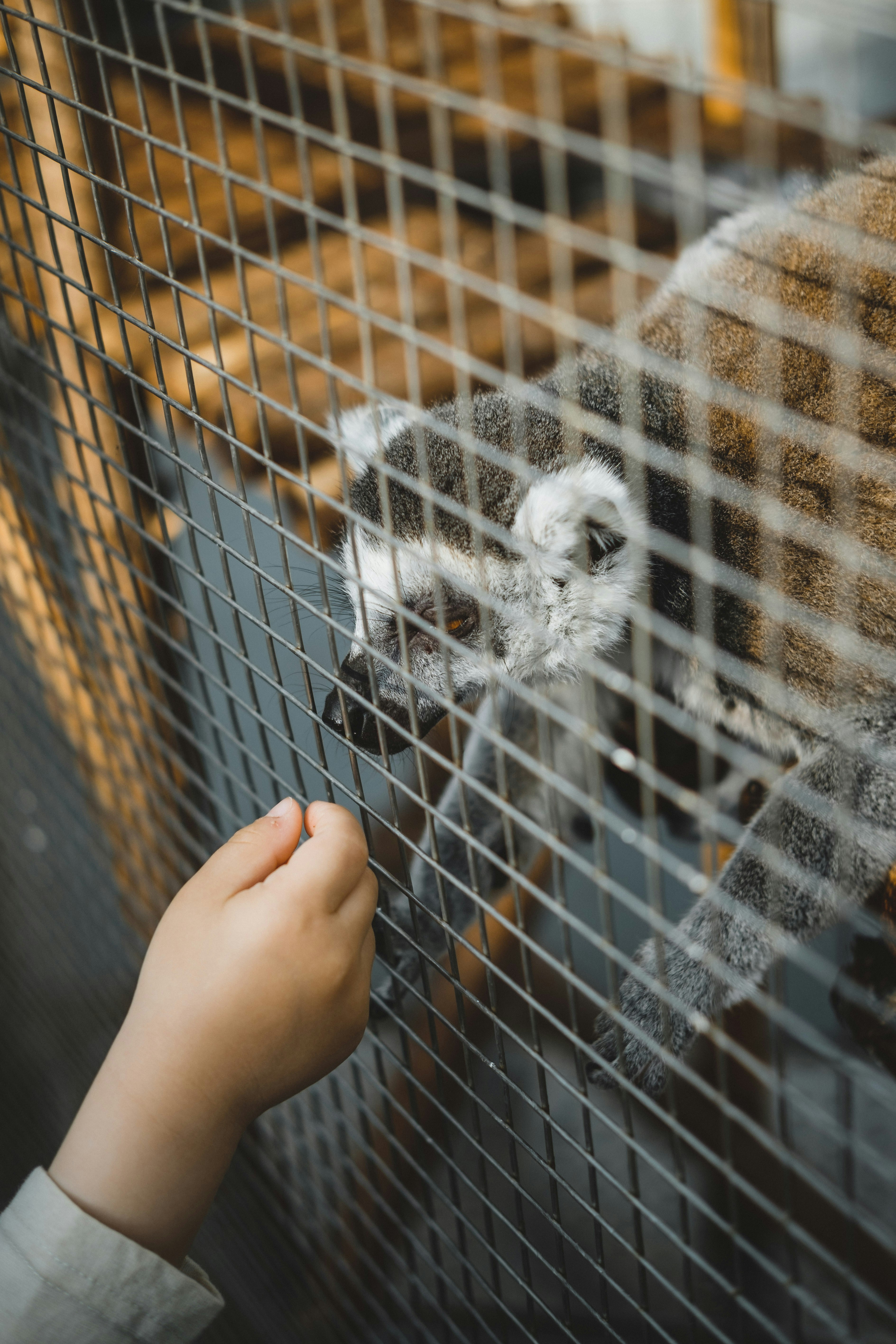 What Daily Responsibilities Come With Owning a Sugar Glider?