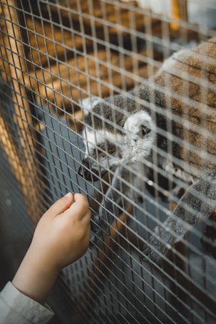 A lemur is reaching through a wire fence towards a child's hand, suggesting a moment of interaction. The animal's eyes are focused and curious, and its paw is extended. The setting appears to be an enclosure, likely in a zoo.