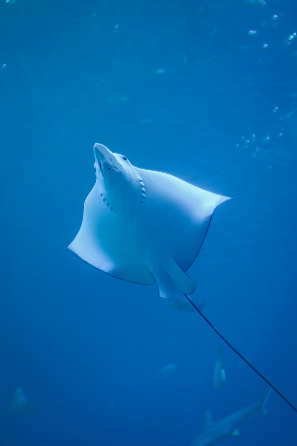 stingray under water photo