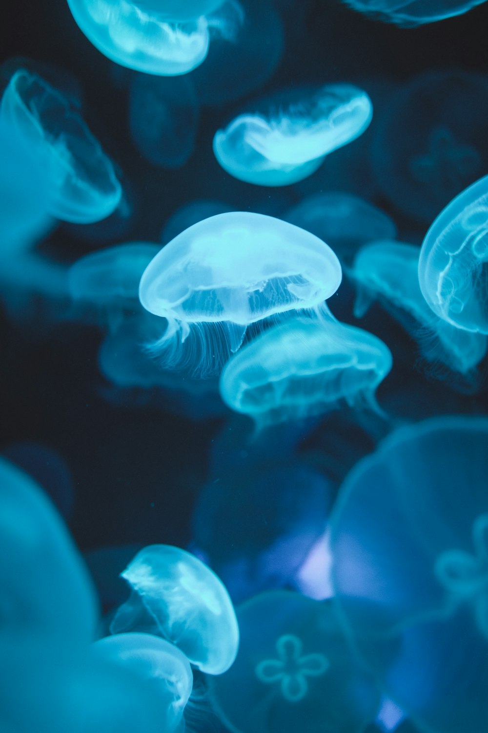 Scuola di meduse che nuotano sull'acqua