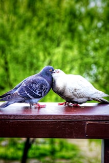 Health Vibes - Even these 2 kissing pigeons are making happy hormones 