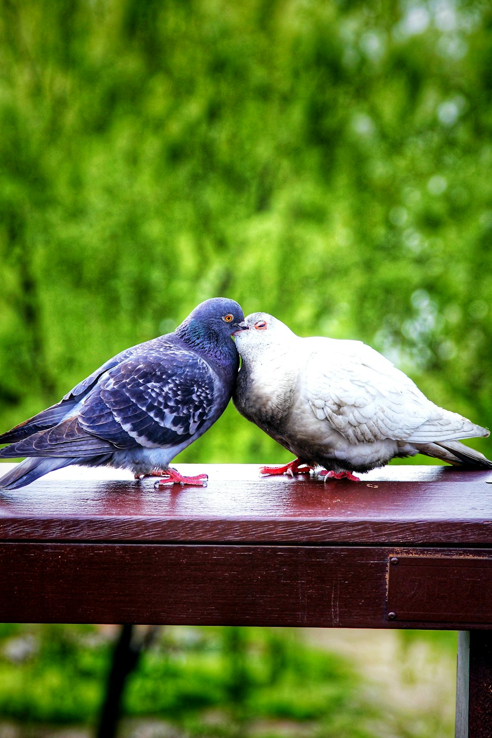 shallow focus photo of two blue and white pigeons