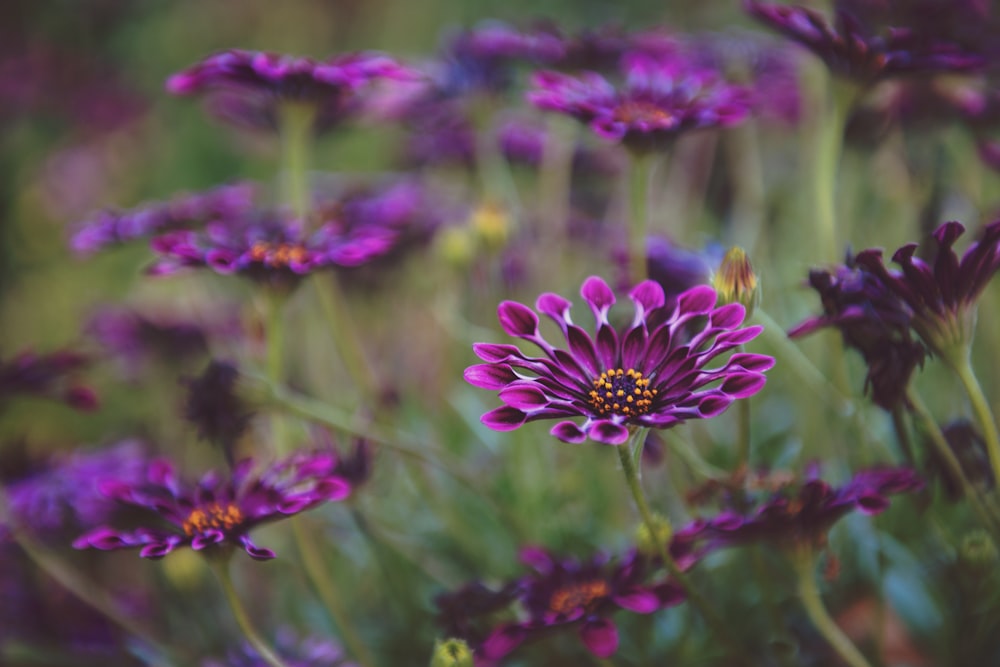 close up photography of purple petaled flower