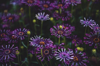 shallow focus photo of purple flowers