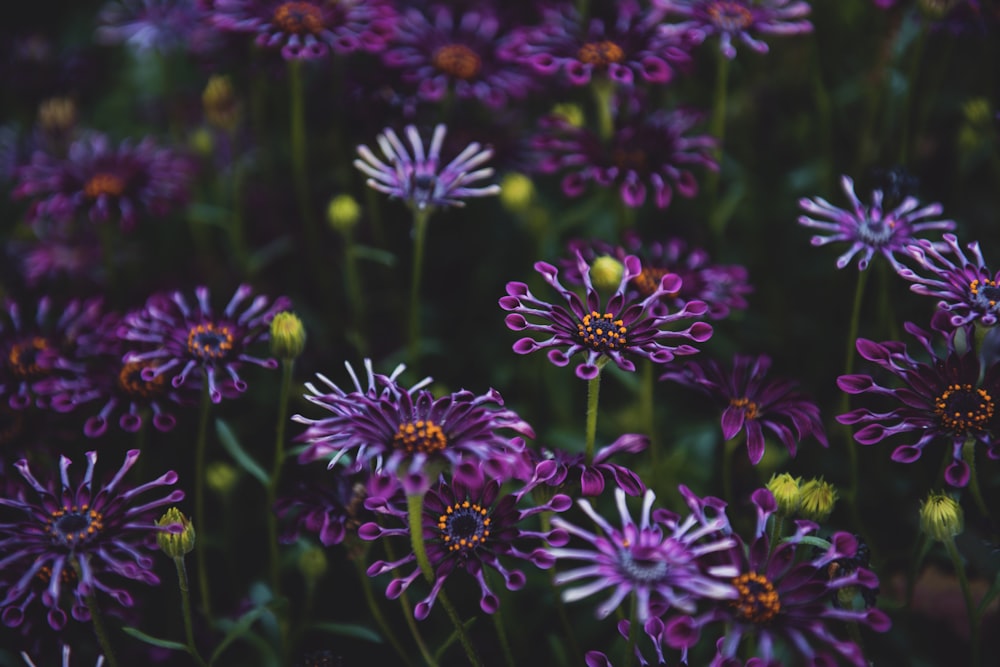 shallow focus photo of purple flowers