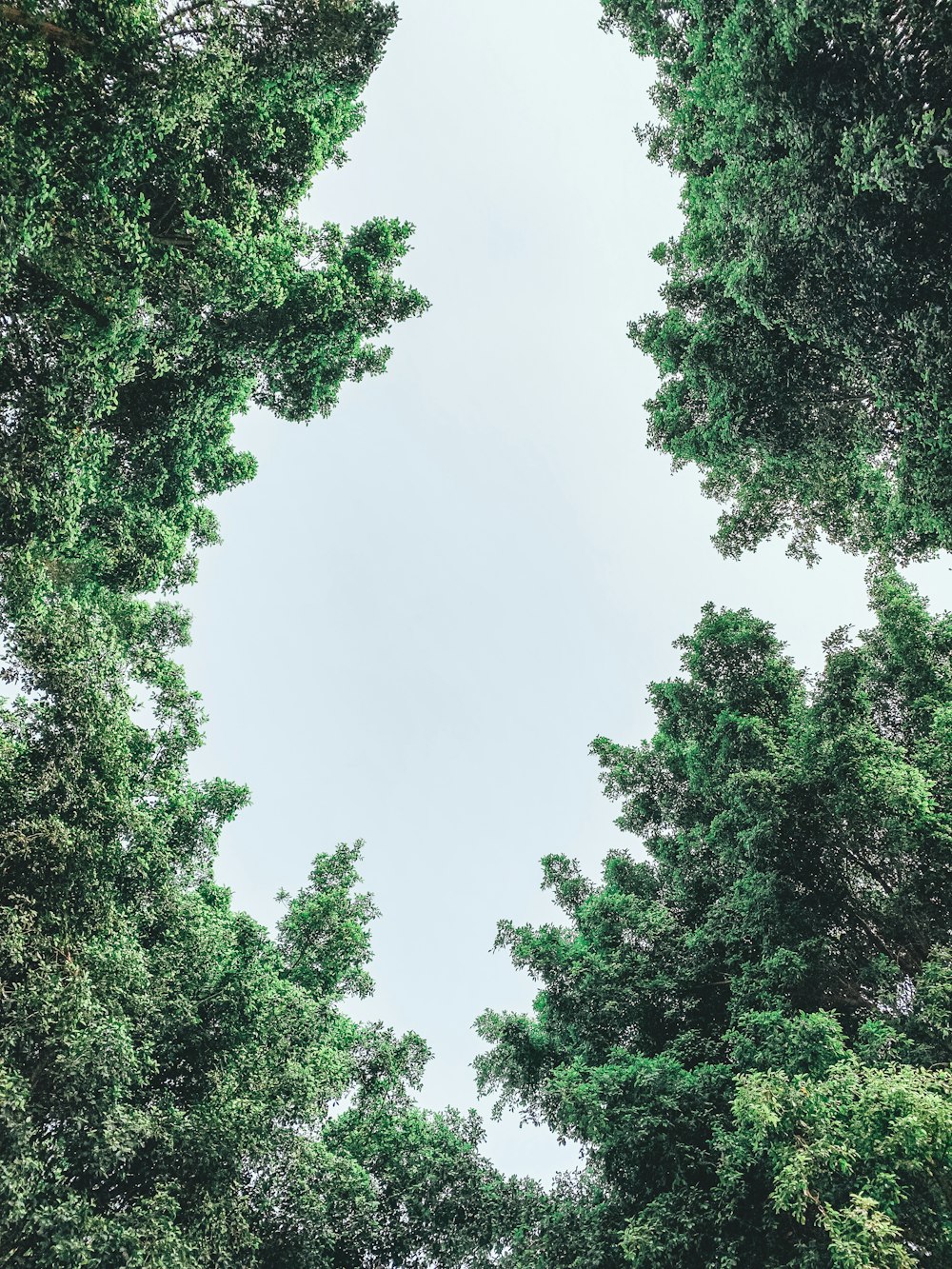 Foto de vista de gusano de árboles verdes