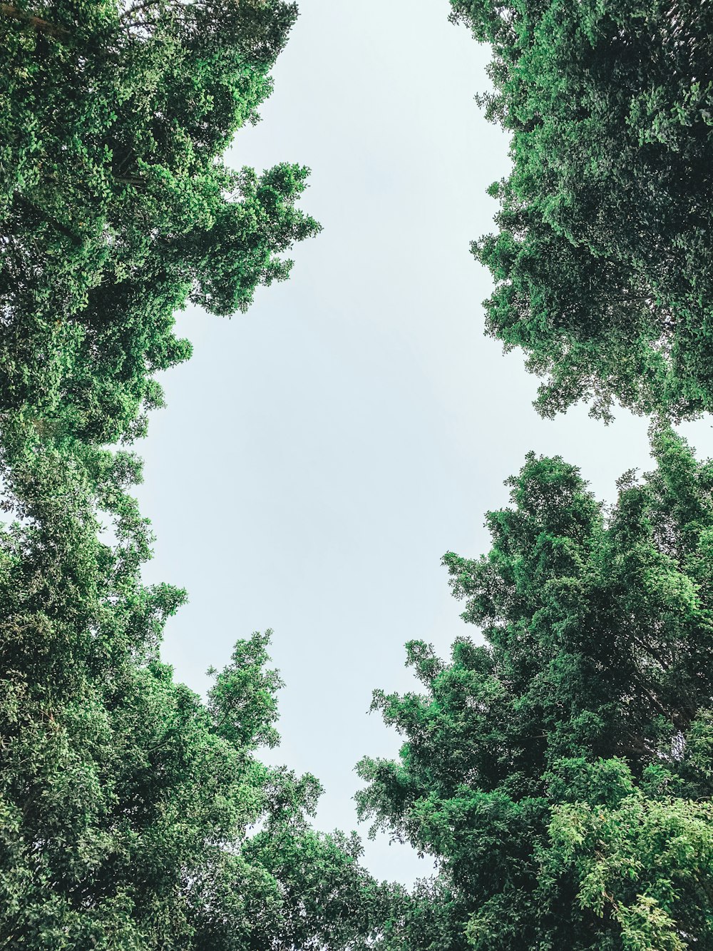 worm view photo of green trees