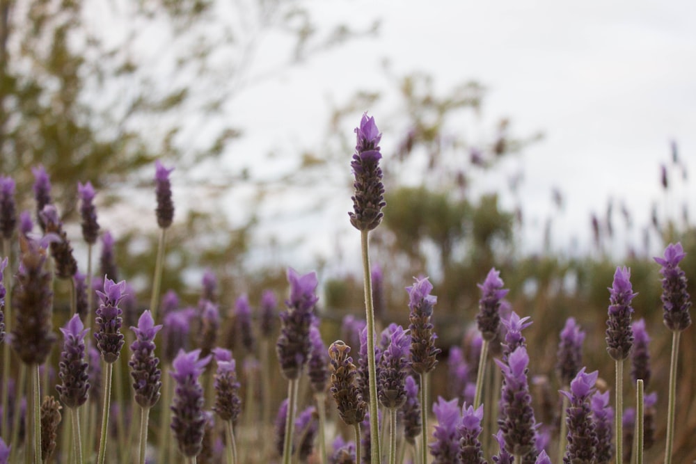 purple flower field