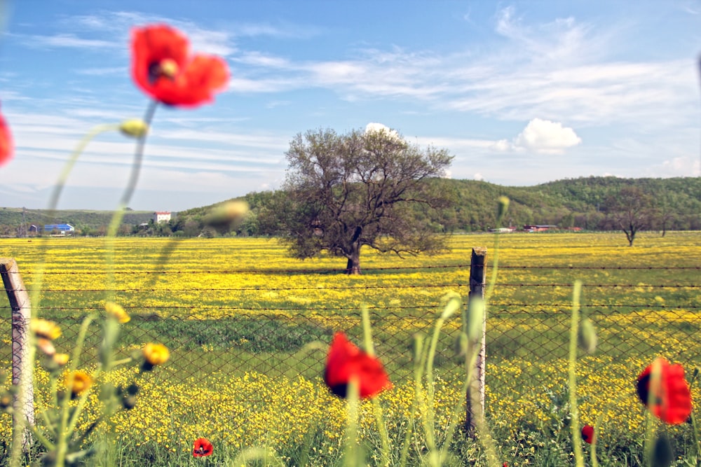 blooming red poppy flowers in green field under blue and white skies