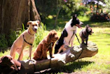 shallow focus photo of dogs on tree log