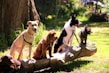 shallow focus photo of dogs on tree log