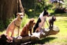 shallow focus photo of dogs on tree log