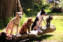 shallow focus photo of dogs on tree log