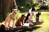 shallow focus photo of dogs on tree log