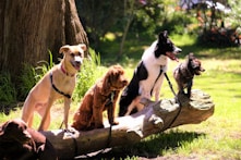 shallow focus photo of dogs on tree log