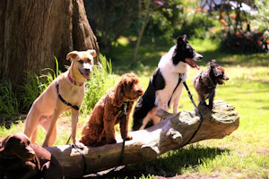shallow focus photo of dogs on tree log